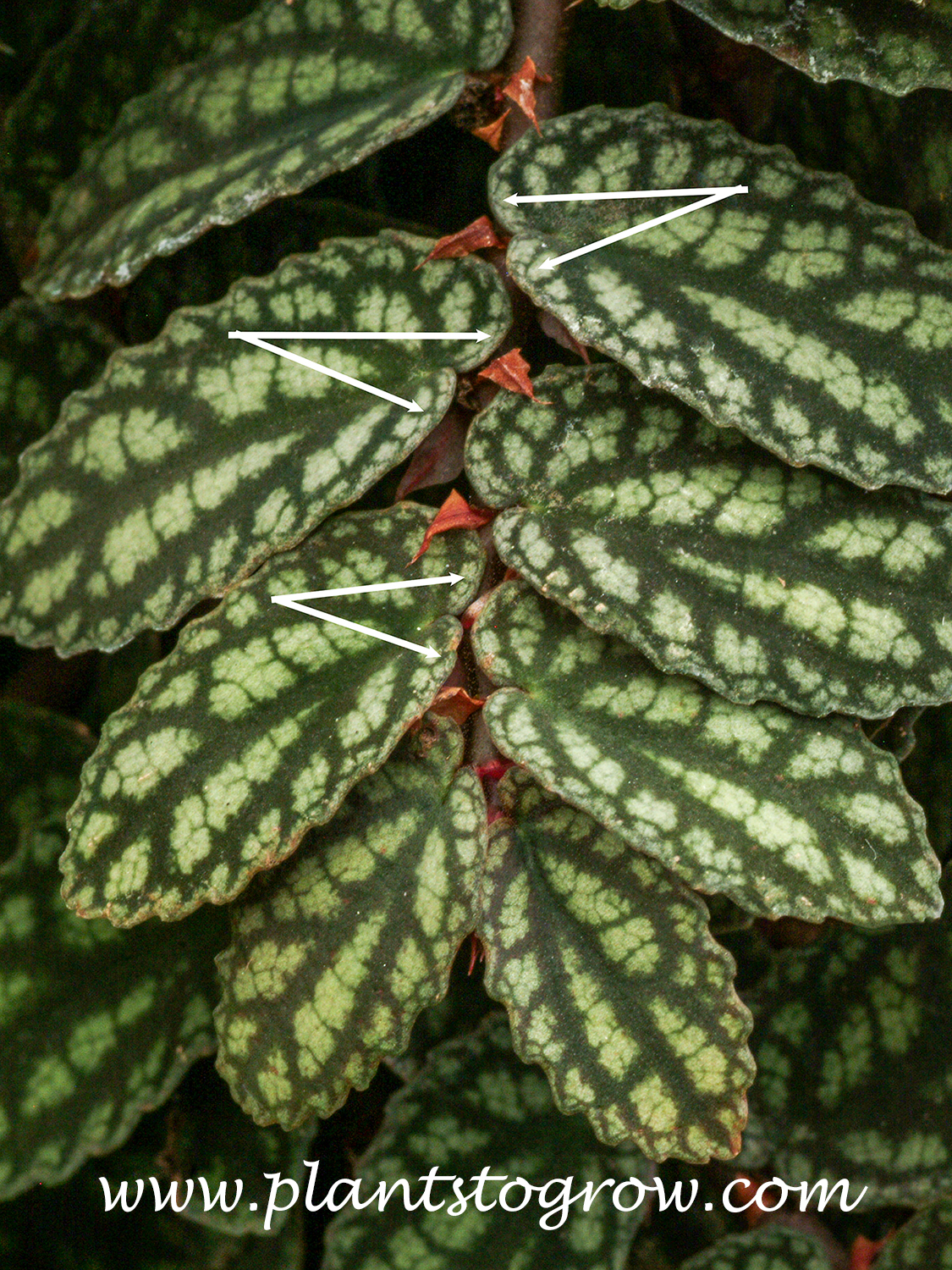 Watermelon Begonia
(Pellionia daveauana)